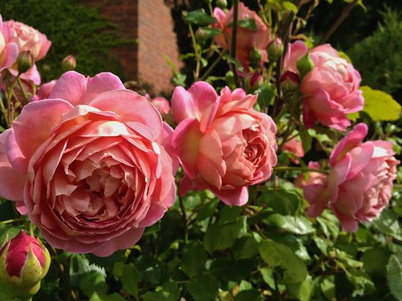 กุหลาบสายพันธุ์ Jubilee Celebration Rose